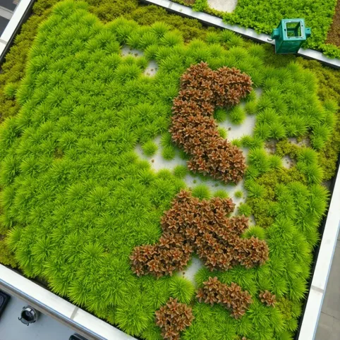 Dach zielony ekstensywny cena