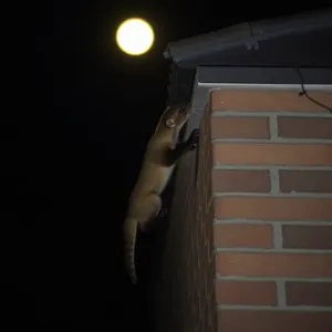 Jak kuna wchodzi na dach